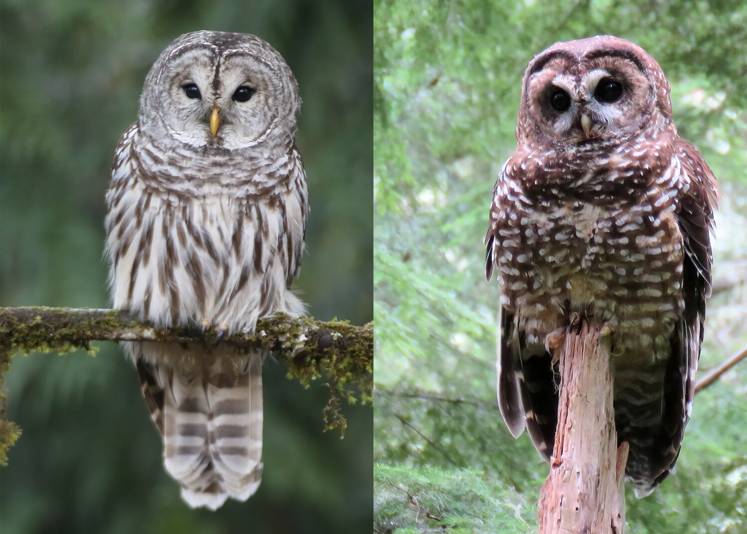 Side by side - Barred Owl on the left & Northern Spotted Owl on the right. Barred Owls are an invasive species driving our own Spotted Owls from their territories with disastrous outcomes.